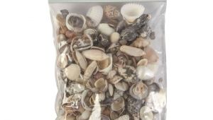 Edible Seashells Hobby Lobby Natural Seashell assortment