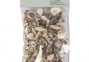 Edible Seashells Hobby Lobby Natural Seashell assortment