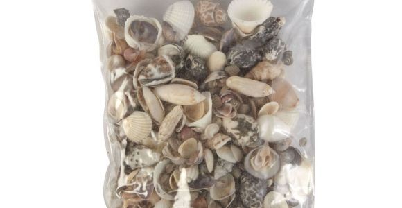 Edible Seashells Hobby Lobby Natural Seashell assortment