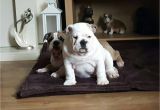 English Bulldogs for Sale In Ma English Bulldog Puppies for Sale Boston Ma 197104