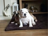 English Bulldogs for Sale In Ma English Bulldog Puppies for Sale Boston Ma 197104