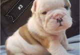 English Bulldogs for Sale In Ma English Bulldog Puppies for Sale Boston Ma 197104