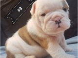 English Bulldogs for Sale In Ma English Bulldog Puppies for Sale Boston Ma 197104