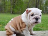 English Bulldogs for Sale In Ma English Bulldog Puppies for Sale Massachusetts Avenue