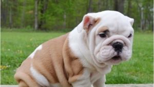 English Bulldogs for Sale In Ma English Bulldog Puppies for Sale Massachusetts Avenue