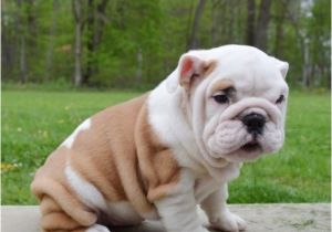 English Bulldogs for Sale In Ma English Bulldog Puppies for Sale Massachusetts Avenue