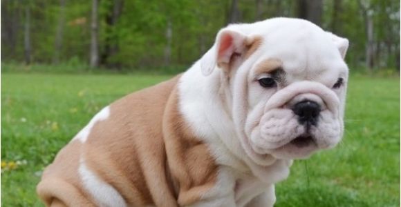 English Bulldogs for Sale In Ma English Bulldog Puppies for Sale Massachusetts Avenue