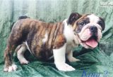 English Bulldogs for Sale In Ma English Bulldog Puppy for Sale Near Boston Massachusetts