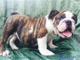 English Bulldogs for Sale In Ma English Bulldog Puppy for Sale Near Boston Massachusetts