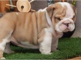 English Bulldogs for Sale In Ma Miniature English Bulldog Puppies for Sale Boston Ma