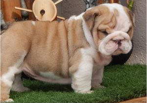 English Bulldogs for Sale In Ma Miniature English Bulldog Puppies for Sale Boston Ma