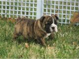 English Bulldogs for Sale In Ma Miniature English Bulldog Puppies for Sale Marlborough