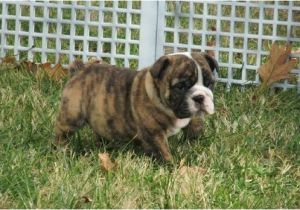 English Bulldogs for Sale In Ma Miniature English Bulldog Puppies for Sale Marlborough