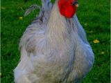 English Lavender orpingtons for Sale 17 Best Images About Lavender orpington Chickens On