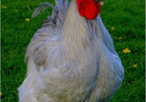 English Lavender orpingtons for Sale 17 Best Images About Lavender orpington Chickens On