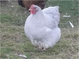 English Lavender orpingtons for Sale Lavender Cuckoo orpington Chickens Essex orpingtons
