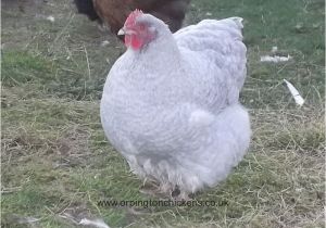 English Lavender orpingtons for Sale Lavender Cuckoo orpington Chickens Essex orpingtons