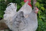 English Lavender orpingtons for Sale Lavender English orpington Gt Fowl Play Chickens
