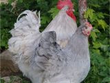 English Lavender orpingtons for Sale Lavender English orpington Gt Fowl Play Chickens