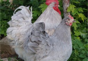 English Lavender orpingtons for Sale Lavender English orpington Gt Fowl Play Chickens