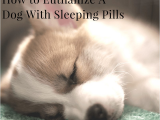 Euthanize Dog at Home Sleeping Pills How to Euthanize A Dog at Home Yourself Homemade Ftempo