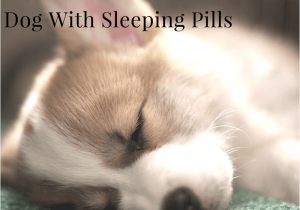 Euthanize Dog at Home Sleeping Pills How to Euthanize A Dog at Home Yourself Homemade Ftempo