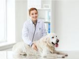 Euthanize Dog at Home Sleeping Pills How to Euthanize A Dog with Sleeping Pills A Detailed Guide