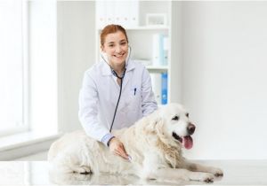 Euthanize Dog at Home Sleeping Pills How to Euthanize A Dog with Sleeping Pills A Detailed Guide