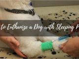 Euthanize Dog at Home Sleeping Pills How to Euthanize A Dog with Sleeping Pills Puptipper