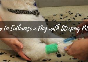 Euthanize Dog at Home Sleeping Pills How to Euthanize A Dog with Sleeping Pills Puptipper