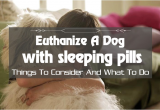 Euthanize Dog at Home Sleeping Pills How to Euthanize A Dog with Sleeping Pills Things to