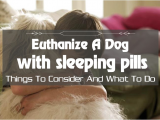 Euthanize Dog at Home Sleeping Pills How to Euthanize A Dog with Sleeping Pills Things to