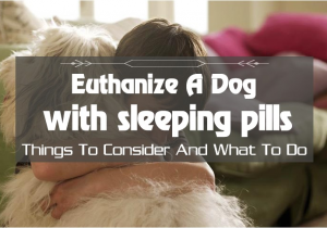 Euthanize Dog at Home Sleeping Pills How to Euthanize A Dog with Sleeping Pills Things to