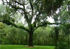 Fairchild Tropical Botanic Garden Coupon Blog Bok tower Gardens