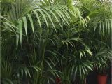 Fake Palm Trees for Sale Indoor Kentia Palm Tree Hire Supazaar Jungle theme Pinterest Palm