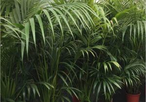 Fake Palm Trees for Sale Indoor Kentia Palm Tree Hire Supazaar Jungle theme Pinterest Palm