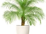 Fake Palm Trees for Sale Indoor Natural Plant Phoenix Palm Plant Natural Special Indoor Plant Buy