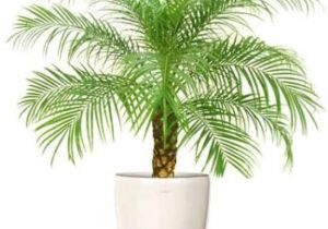 Fake Palm Trees for Sale Indoor Natural Plant Phoenix Palm Plant Natural Special Indoor Plant Buy