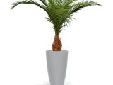 Fake Palm Trees for Sale Outdoor Canary Deluxe Palm Tree 210 Cm Maxifleur Artificial Plants