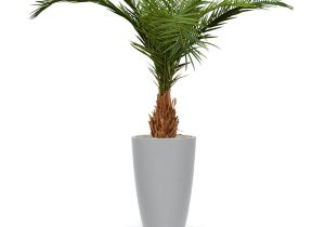 Fake Palm Trees for Sale Outdoor Canary Deluxe Palm Tree 210 Cm Maxifleur Artificial Plants