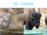 Family Things to Do In St Louis This Weekend 210 Family Friendly and Affordable Trip to St Louis and Starved