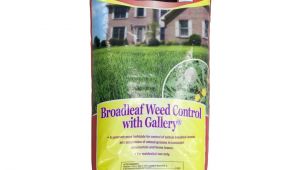 Fertilome Broadleaf Weed Control with Gallery Ferti Lome Broadleaf Weed Control with Gallery