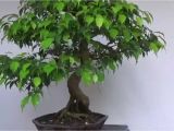 Ficus Microcarpa Bonsai Tree Care Bonsai Evolution Evolution Of A Ficus Benjamina Youtube
