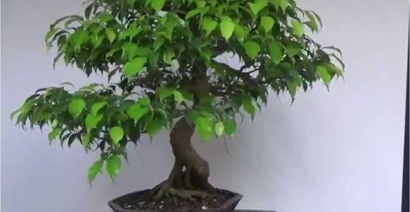 Ficus Microcarpa Bonsai Tree Care Bonsai Evolution Evolution Of A Ficus Benjamina Youtube