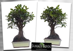 Ficus Microcarpa Bonsai Tree Care Bonsai Ficus Retusa Www Sankaly Bonsai Com Bonsai Pinterest