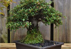 Ficus Microcarpa Bonsai Tree Care Dsc 0262 Bonsai Eejit Bonsai Pinterest Bonsai and Gardens