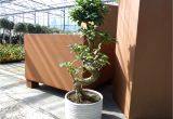 Ficus Microcarpa Bonsai Tree Care Ficus Microcarpa Ginseng Pflege Luxus Im tontopf Bonsai Ficus