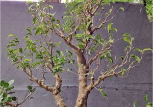 Ficus Microcarpa Bonsai Tree Care How About some Love for A Ficus Benjamina Adam S Art and Bonsai Blog