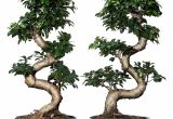 Ficus Microcarpa Bonsai Tree Care Pflanze Mit A Bertopf Ficus Microcarpa Ginseng Bonsai Versch Farben