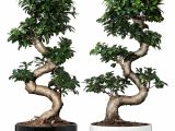 Ficus Microcarpa Bonsai Tree Care Pflanze Mit A Bertopf Ficus Microcarpa Ginseng Bonsai Versch Farben